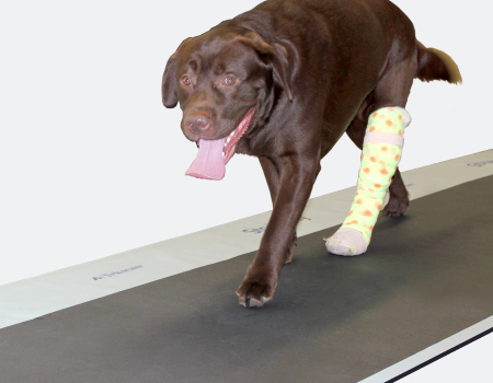 Animal gait analysis system Animal Strideway System